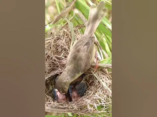 Video thumbnail for Babies Grown Bird Eating Food EP#320 #Babybird #feeding #babybird #shorts ##birds #birdslover #finc