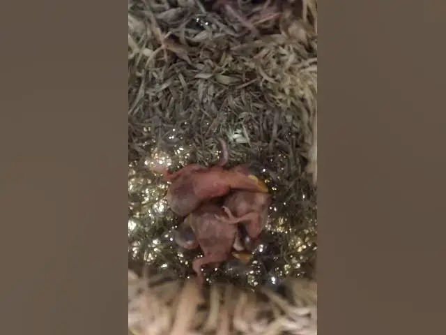 Video thumbnail for Tailor bird new born babies #viral #trending #shorts #shortsfeed #Feed #Baby #Nest #Start #Results