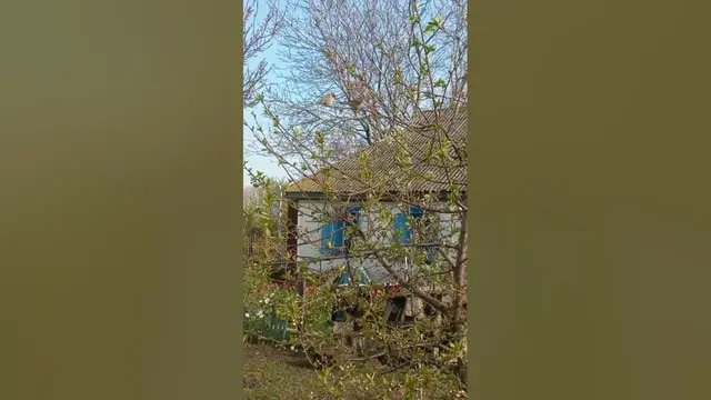 Video thumbnail for Happy sparrows.😍😘🥰#shorts