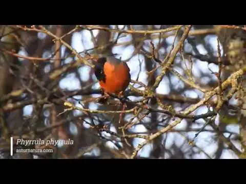 Video thumbnail for Camachuelo común (Pyrrhula pyrrhula)