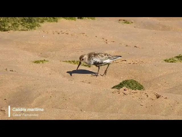 Video thumbnail for Correlimos común (Calidris marítima)