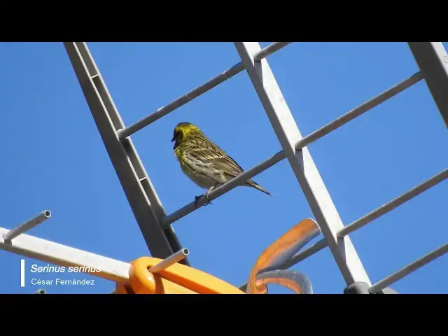 Video thumbnail for Verdecillo (Serinus serinus)