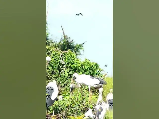 Video thumbnail for Big Bird On Nest #AmazingBirdBabies #Cries #Feed #Eat #Nest #BirdNest #BabyBirds #BirdCries #Feeding