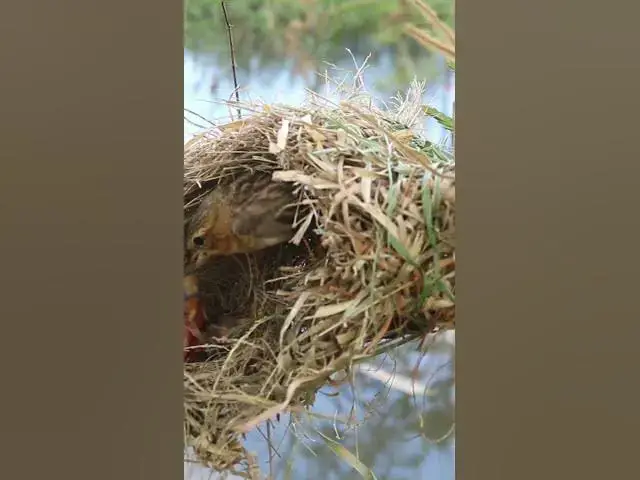 Video thumbnail for Golden Bird Sparrow #BabiesBird  #Feedigbirds #nature #shortvideo #viralvideo #birds #birdspecies
