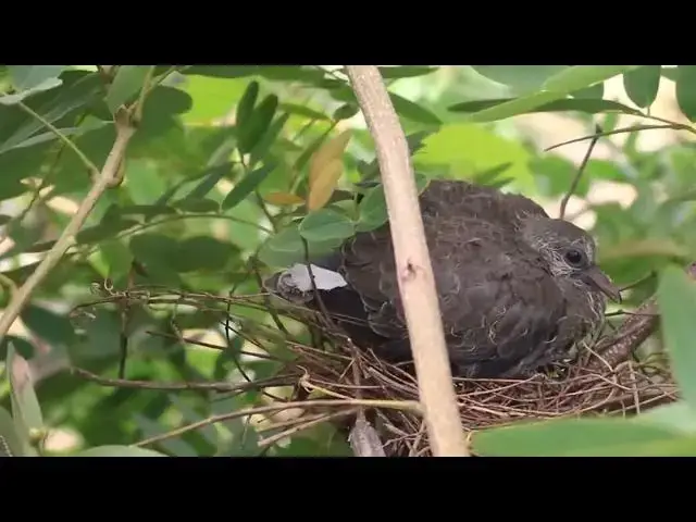 Video thumbnail for The baby's dove bird stay on nest