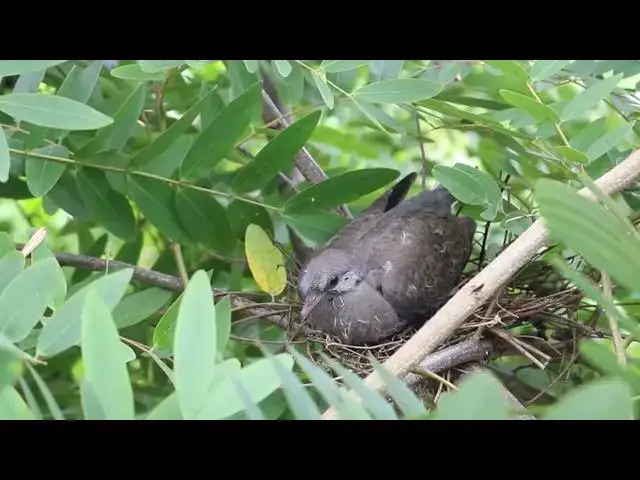 Video thumbnail for Wild forest dove bird | The dove bird stay on nest