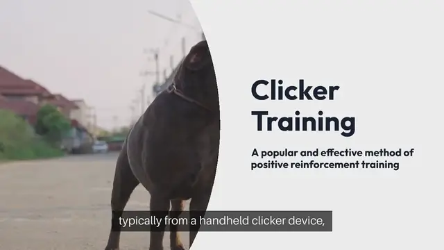 Video thumbnail for Clicker Training Basics