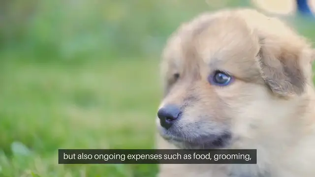 Video thumbnail for Choosing a Pet That Fits Your Budget