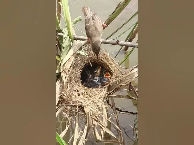 Video thumbnail for Mother Feed Babies Bird #BabiesBird  #Feedigbirds #nature #shortvideo #viralvideo #birds #birdspecie