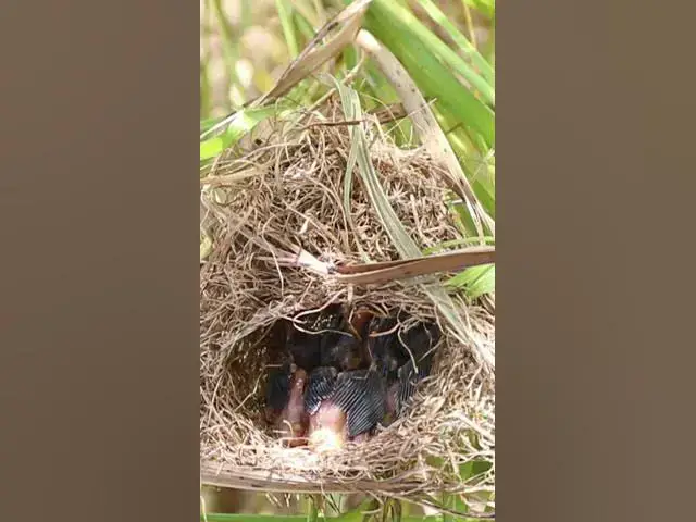 Video thumbnail for Babies Grown Bird Eating Food EP#313 #Babybird #feeding #babybird #shorts ##birds #birdslover #finc