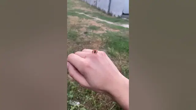 Video thumbnail for Cute Ladybug😍😘🥰#shorts