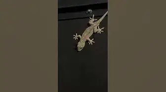 Video thumbnail for Let's take a closer look.🤔🤨😉#shorts