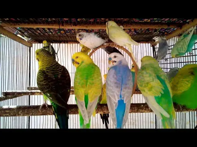 'Video thumbnail for 🌿 Periquitos Cantando na Floresta – Paz e Tranquilidade 10 Min'