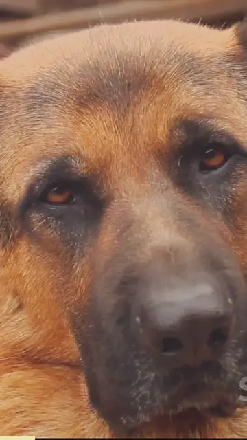 Video thumbnail for West german show lines_ beauty and brains