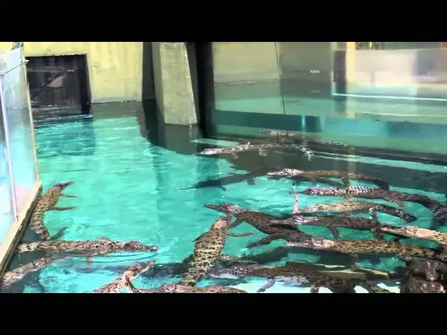 'Video thumbnail for Crocosaurus Cove Crocodiles Darwin Video Tour Travel Vlog'
