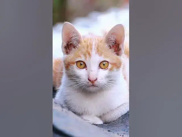 Video thumbnail for Cute of babies cat 9  #cat #cateat #viralcat #topcat #catlife #shortcat  #fredingcat