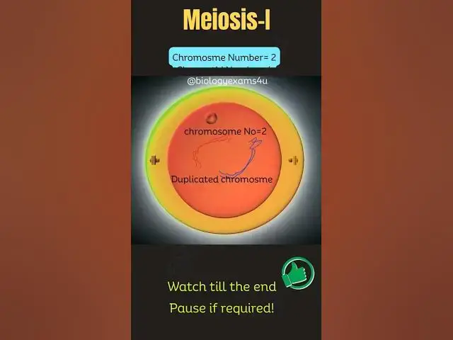 Video thumbnail for Meiosis Animation