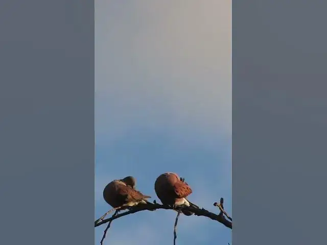 Video thumbnail for Female & Male  Dove Love ep.0002  #birds #nature #nest #birdnest #birdslover #birdeggs