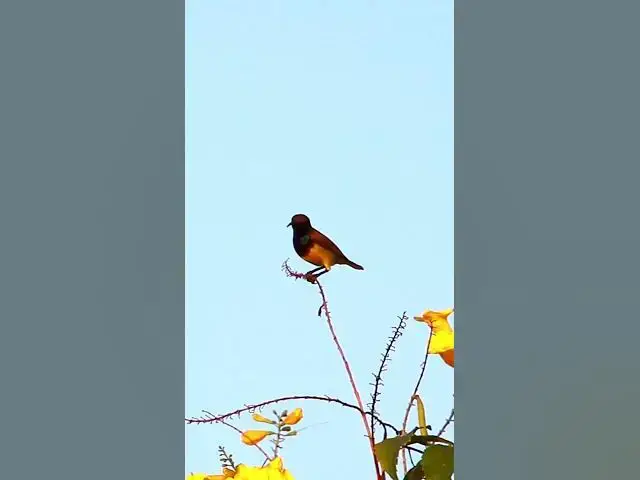 Video thumbnail for Small Green Bird on Flower 1   #birdparenting #birdwatching #birdslover #birdspotting #trending