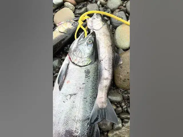 'Video thumbnail for Fast action on the river for fall salmon this morning! Kept a few jack’s that kept whacking my eggs!'