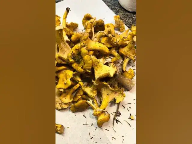 'Video thumbnail for Lots of golden chanterelles! I love fall in the PNW! #pnwbestlife'
