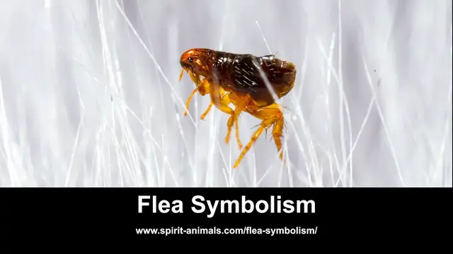 Video thumbnail for Flea Symbolism