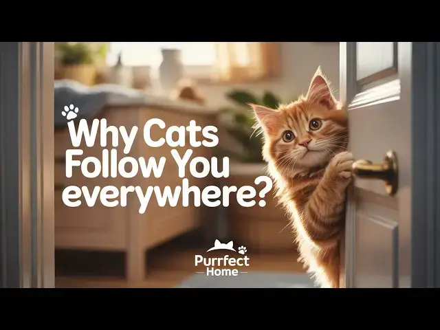 'Video thumbnail for Why Do Cats Follow You Everywhere—even to the Bathroom?'