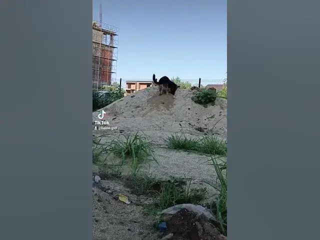 Video thumbnail for 31 iulie 2024