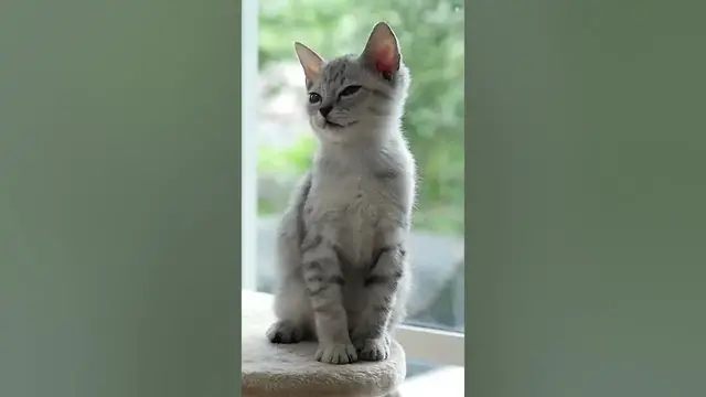 Video thumbnail for Cats have 230 bones, while humans only...#shorts