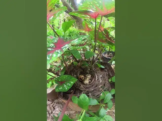 Video thumbnail for Amazing Egg  #birds #nature #shortvideo #viralvideo #birds #farming #wildlife #farmingbird