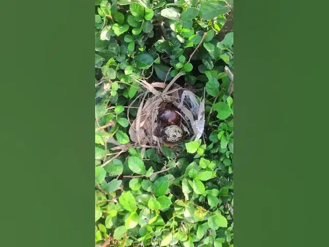 Video thumbnail for Amazing Egg of Bird on Nest  EP#054  #birdslover #birdwatch #wildlife #birdwatching #nature #birds