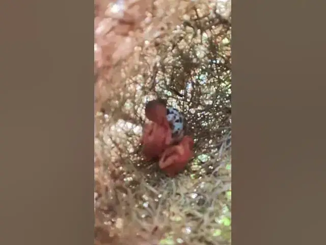 Video thumbnail for Smallest Babies Grown Bird Ep#097 #bird #wildbirdlife #babyanimal #aquarium #birdlife #birds  #wildb