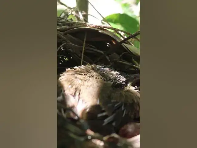 Video thumbnail for Bird Family Breakfast Buffet Adorable Chicks EP#064 #birdslover #birdwatch #wildlife #nature #birds