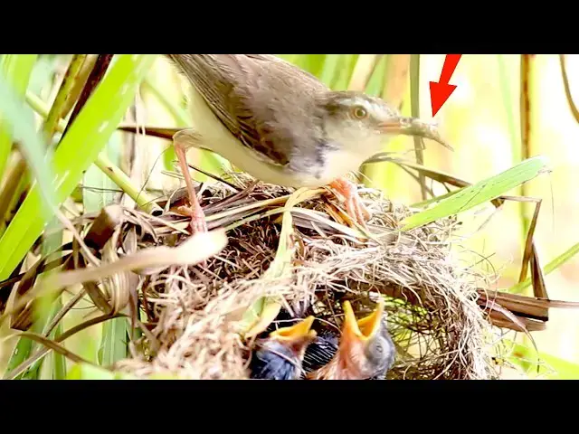 Video thumbnail for the cute of bird nest - Baby Birds Eat food on nest
