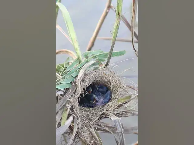 Video thumbnail for Babies Bird on nest waiting Food #Wildbabbler #newbornkids #viral #trending #shorts #short #birdnes