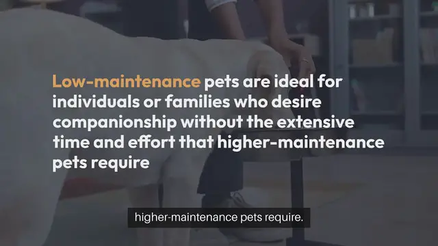 'Video thumbnail for Low-maintenance Pets'