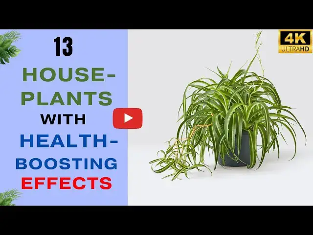 'Video thumbnail for Top 13 Houseplants with Health Boosting Effects'