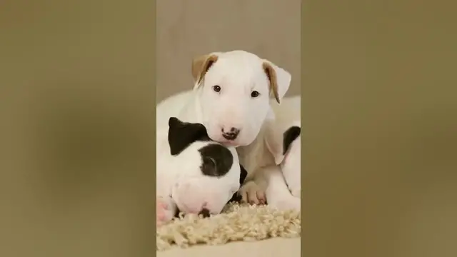 Video thumbnail for Cute English Bull Terrier Puppies #shorts