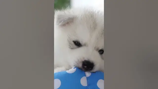 Video thumbnail for Cute Husky Puppy #shorts