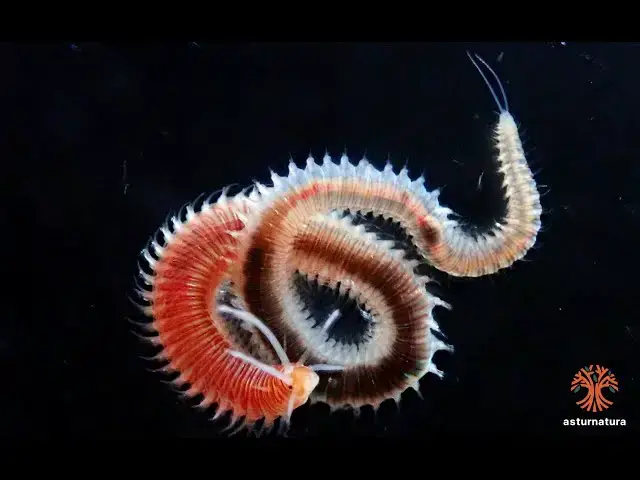 Video thumbnail for Eunice vittata