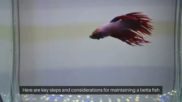 Video thumbnail for Betta Fish Tank Maintenance