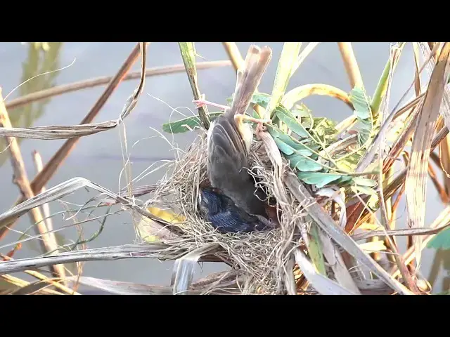 Video thumbnail for After Catch Insect Mother Bird Eat & Feed Baby Bird in Nest  @ViralBirdNest