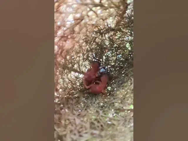 Video thumbnail for Babies Wild Bird Growth in Nest Ep#092 #bird #wildbirdlife #babyanimal #aquarium #birdlife #birds