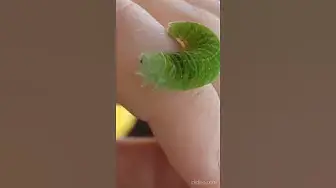 Video thumbnail for Cute caterpillar😍😘🥰#shorts