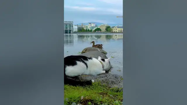 Video thumbnail for Two hundred feral cats prowl the park at Disneyland #shorts