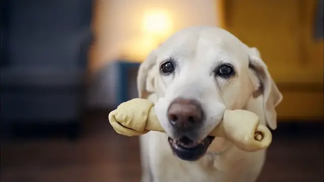 Video thumbnail for Do Dogs Feel Good Around People?