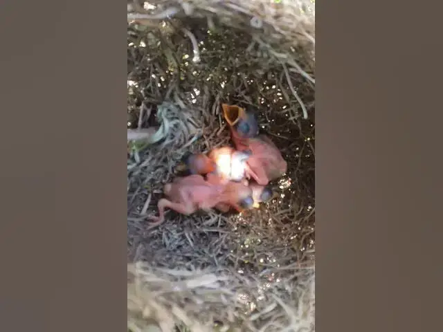 Video thumbnail for #birdslover #birdwatch #wildlife #birdwatching #nature #birdfeeding