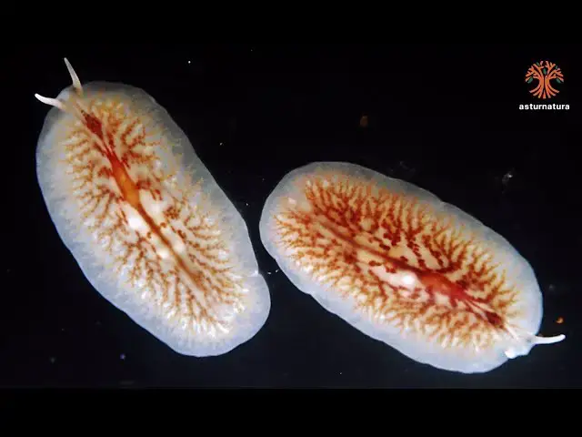 Video thumbnail for Oligocladus sanguinolentus