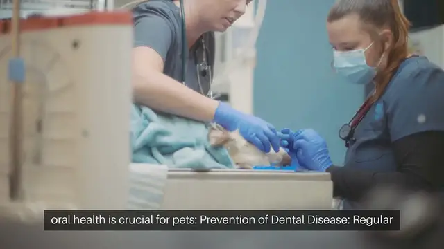 'Video thumbnail for Pet Oral Health Importance'