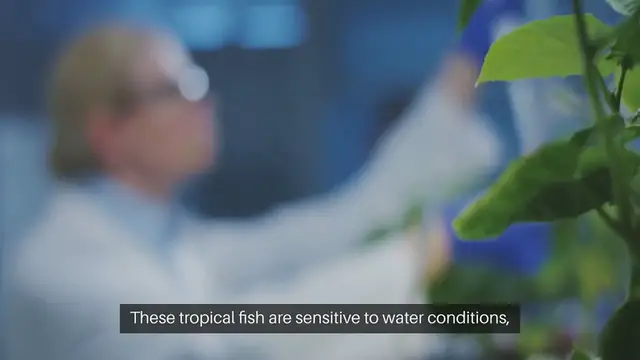 Video thumbnail for Betta Fish Tank Water Parameters